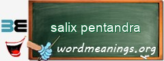 WordMeaning blackboard for salix pentandra